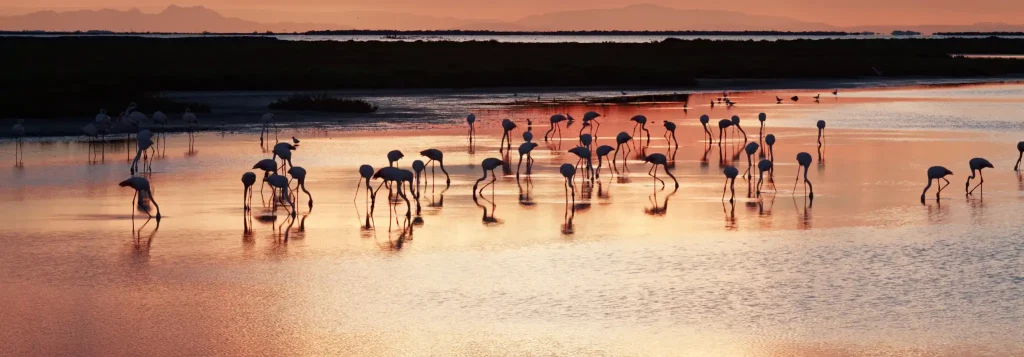 Vacances en Camargue