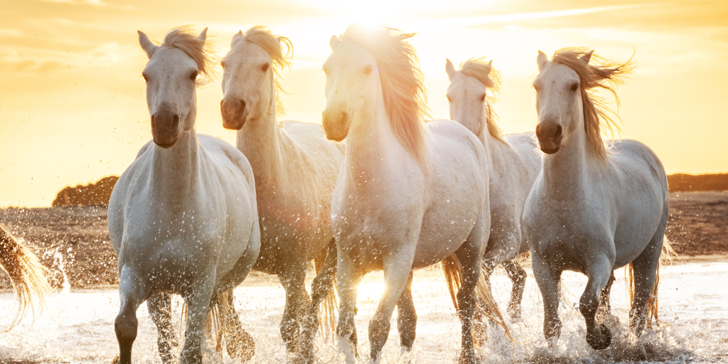 Les Alpilles, un joyau de la Provence, offrent un éventail de merveilles naturelles, de villages pittoresques et d'activités inoubliables à découvrir. Situées dans le département des Bouches-du-Rhône, les Alpilles s'étendent sur environ 30 km de long et 10 km de large. Voici un aperçu des incontournables à voir et à faire dans cette région exceptionnelle.