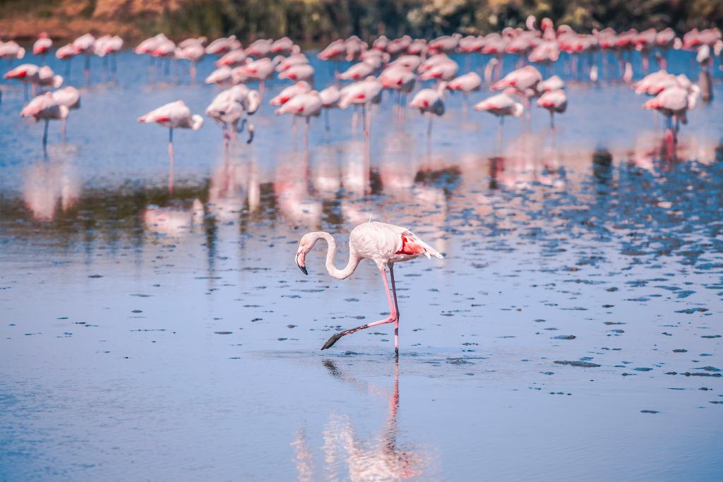 vacance en camargue et en provence